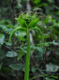 Tacca leontopetaloides