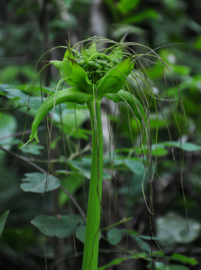 Image of Tacca leontopetaloides specimen.