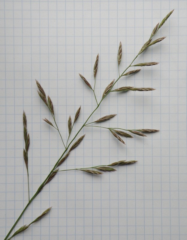 Изображение особи Festuca pratensis.