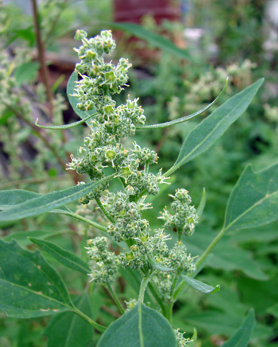 Image of Chenopodium acerifolium specimen.