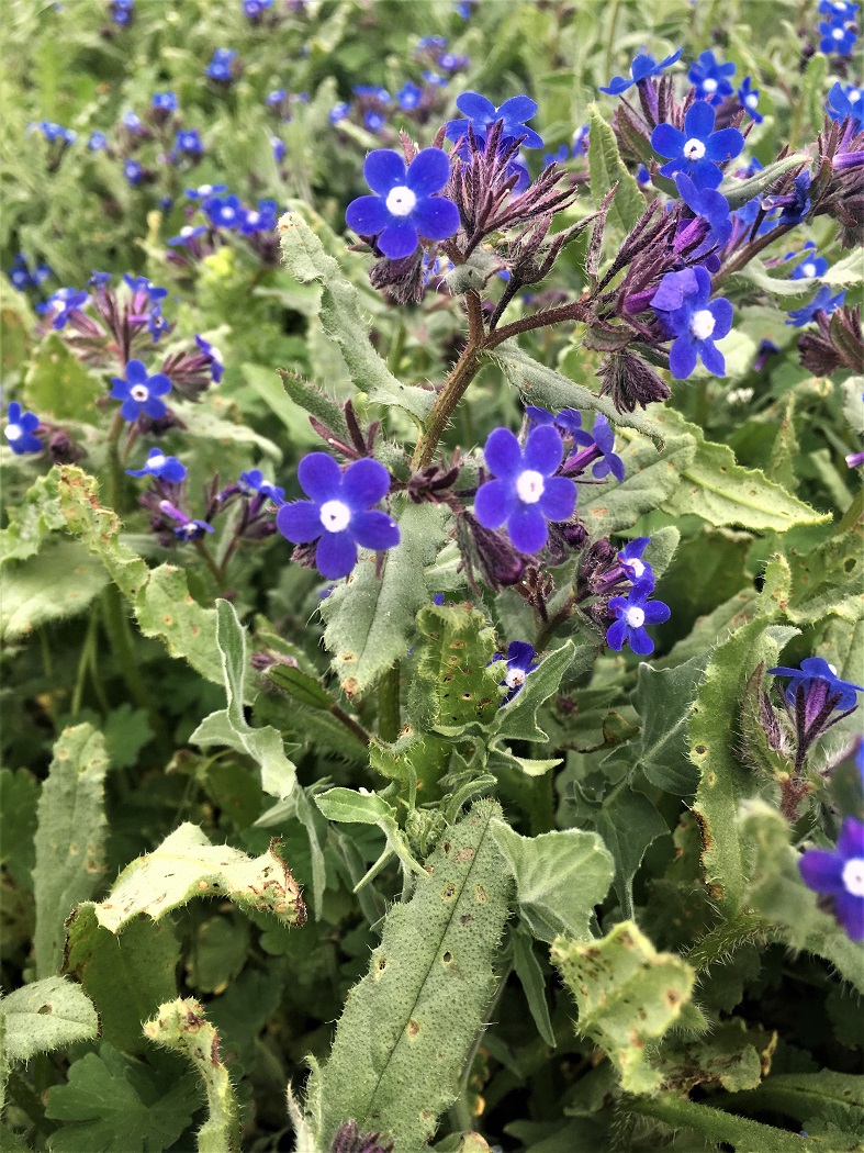 Image of Anchusa pusilla specimen.