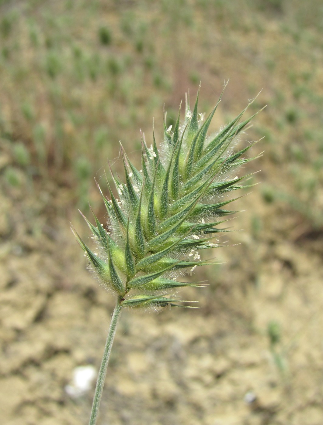 Image of Eremopyrum orientale specimen.