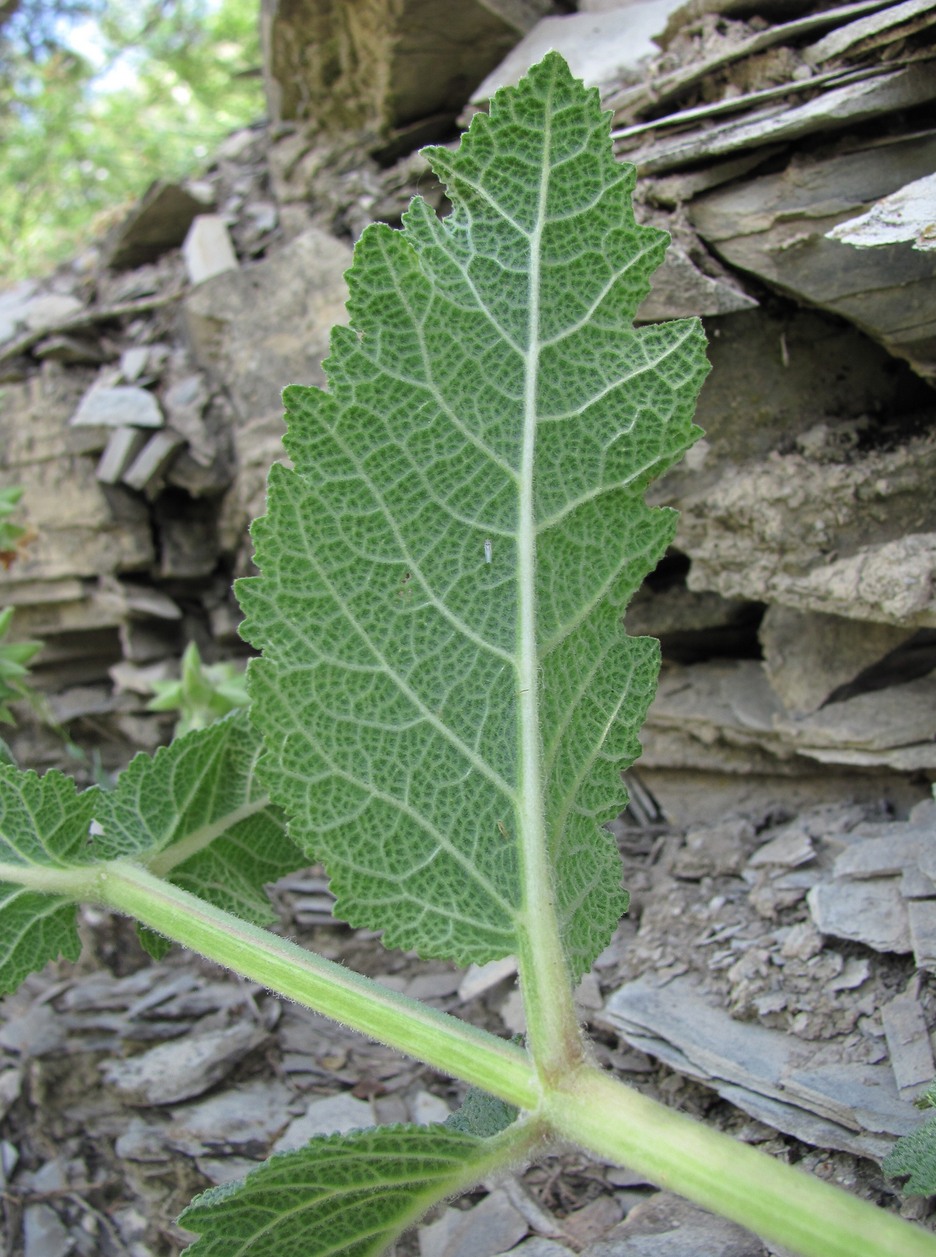 Image of Salvia verbascifolia specimen.