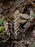 Lathraea squamaria