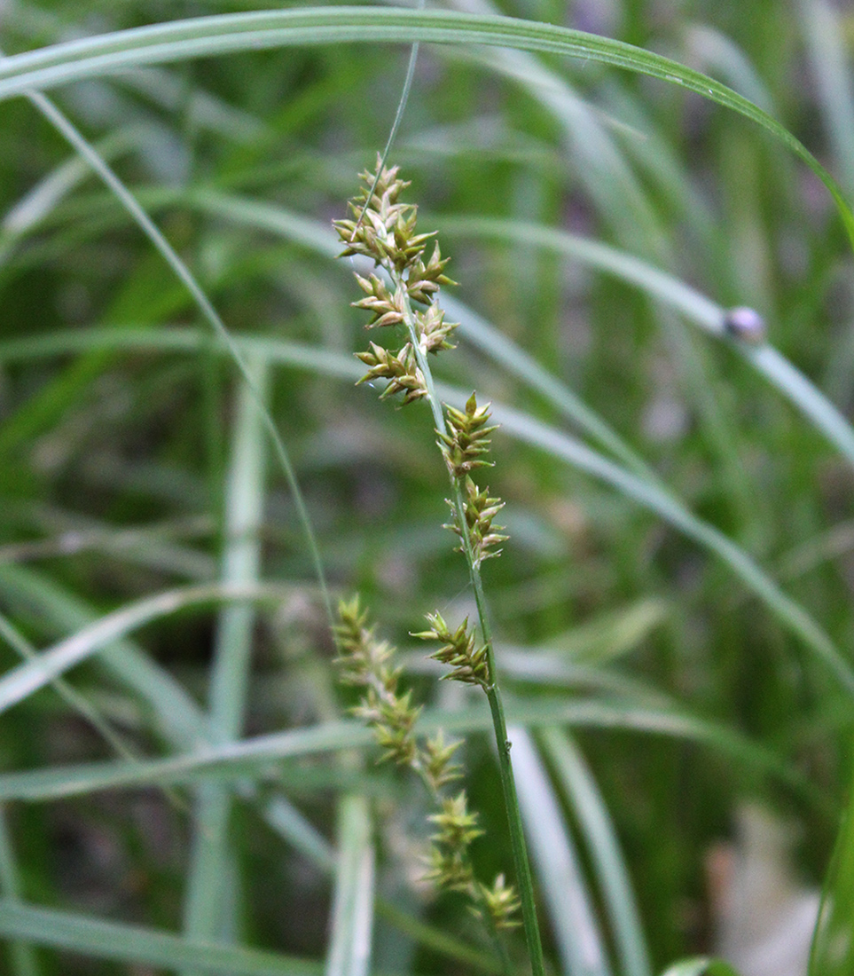 Image of Carex elongata specimen.