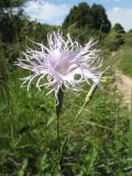 Dianthus hoeltzeri