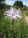 Dianthus hoeltzeri. Цветок. Южный Казахстан, Таласский Алатау, запов. Аксу-Жабаглы, ущ. Кши-Каинды, 1780 м н.у.м., луг на склоне сев. экспозиции. 19 июня 2018 г.