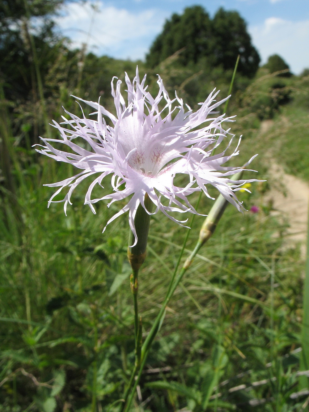 Image of Dianthus hoeltzeri specimen.