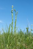 Arabis gerardii