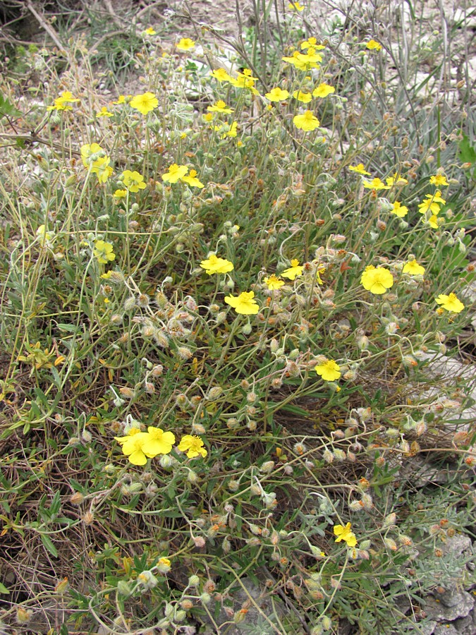 Изображение особи Helianthemum georgicum.