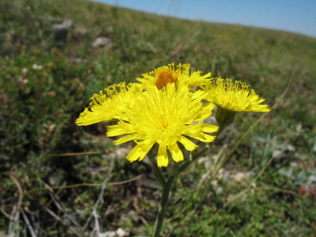 Изображение особи Pilosella procera.