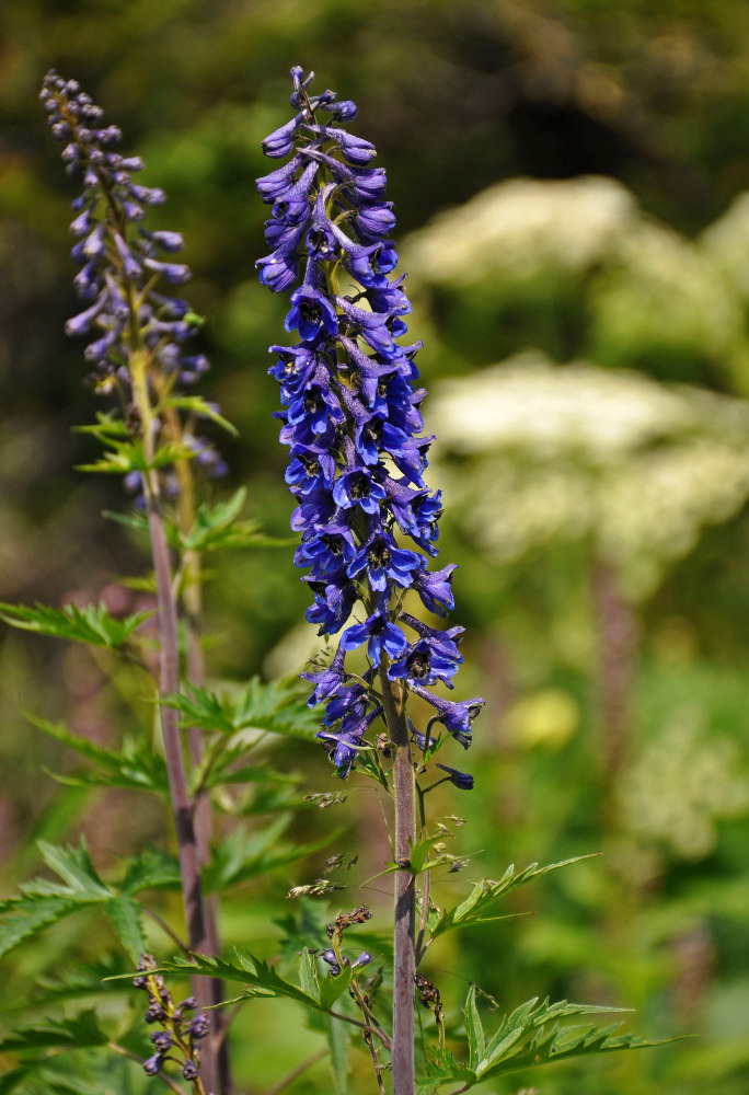 Изображение особи Delphinium elatum.