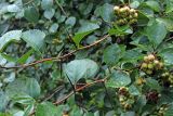 Crataegus macracantha. Части побегов с не вполне зрелыми плодами. Узбекистан, г. Ташкент, Ботанический сад им. Ф.Н. Русанова. 12.08.2018.