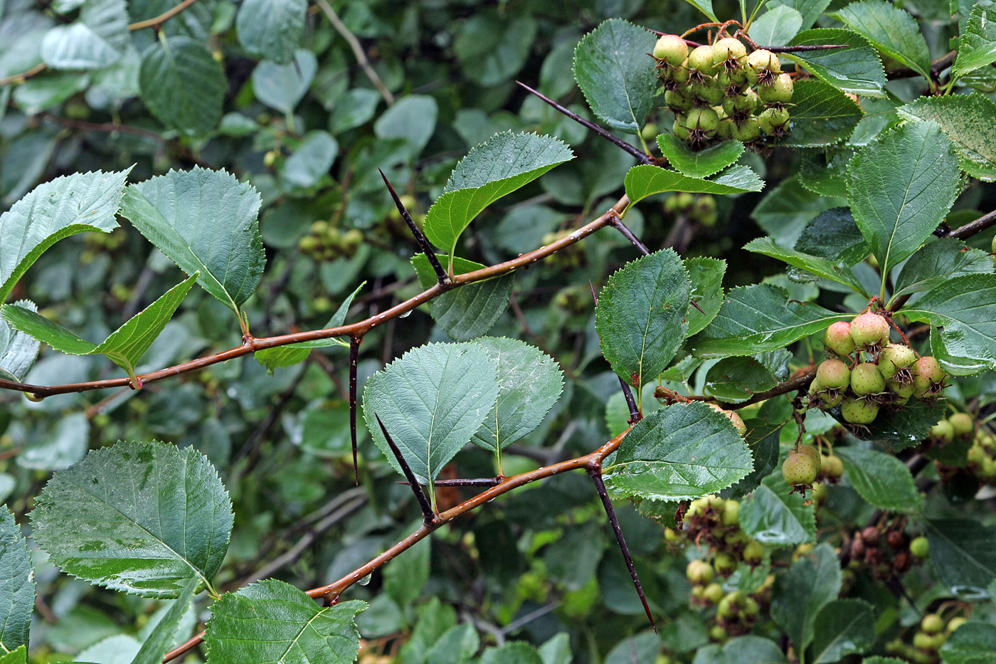 Image of Crataegus macracantha specimen.