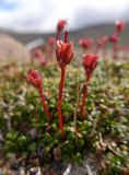 Diapensia obovata. Отцветшее растение. Чукотка, Шмидтовский р-н, Пегтымельский хр., подножье г. Недоступной. 24.07.2014.