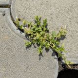 Cerastium semidecandrum