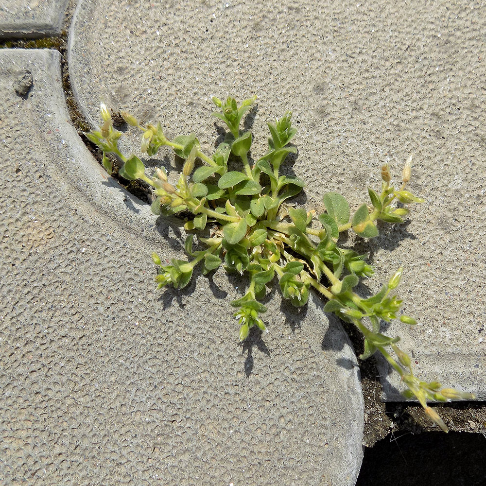 Image of Cerastium semidecandrum specimen.