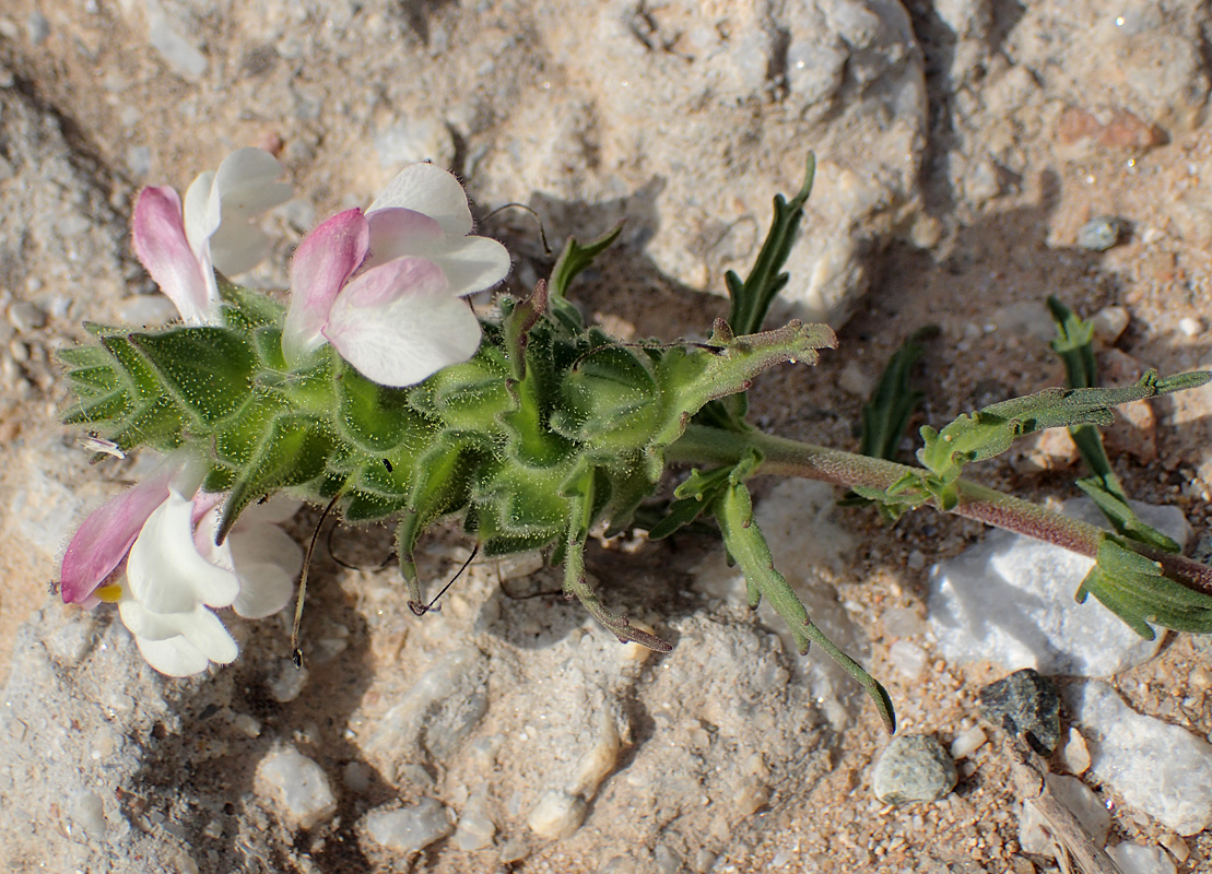 Image of Bellardia trixago specimen.