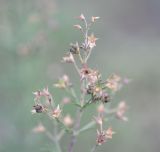 Teucrium orientale