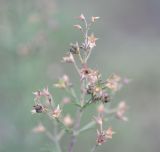 Teucrium orientale. Соплодия с кормящимися(?) муравьями. Республика Северная Осетия-Алания, окр. с. Верхний Ларс, левый борт долины р. Терек, основание скалы. 30.07.2018.