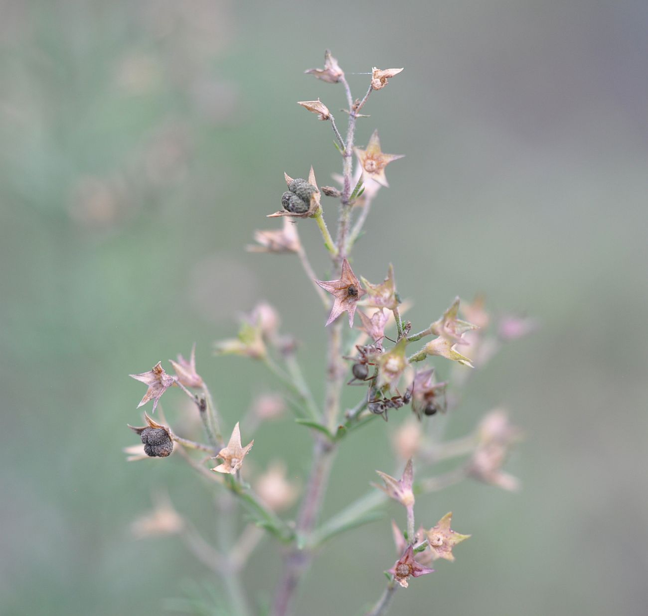 Изображение особи Teucrium orientale.