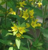 Lysimachia punctata