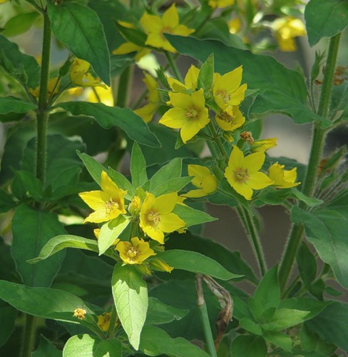 Image of Lysimachia punctata specimen.