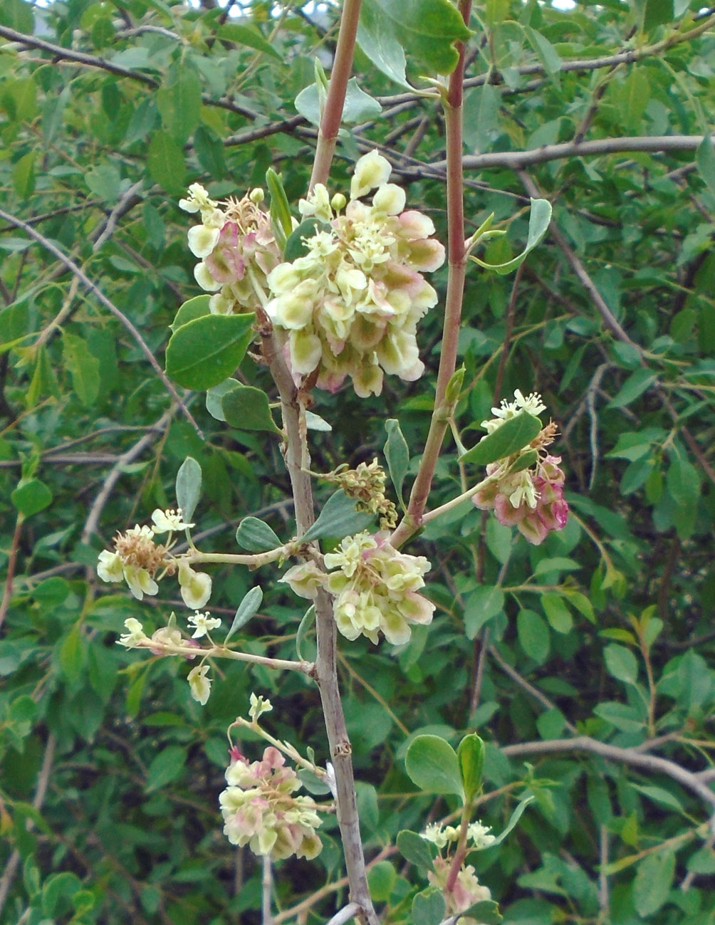 Изображение особи Atraphaxis pyrifolia.