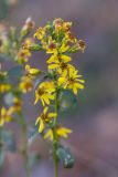 Solidago virgaurea. Верхушка растения с соцветиями. Ростовская обл., Усть-Донецкий р-н, Нижне-Кундрюченский заказник, окр. станицы Нижнекундрюченская, песчаный массив, опушка соснового леса. 06.10.2018.