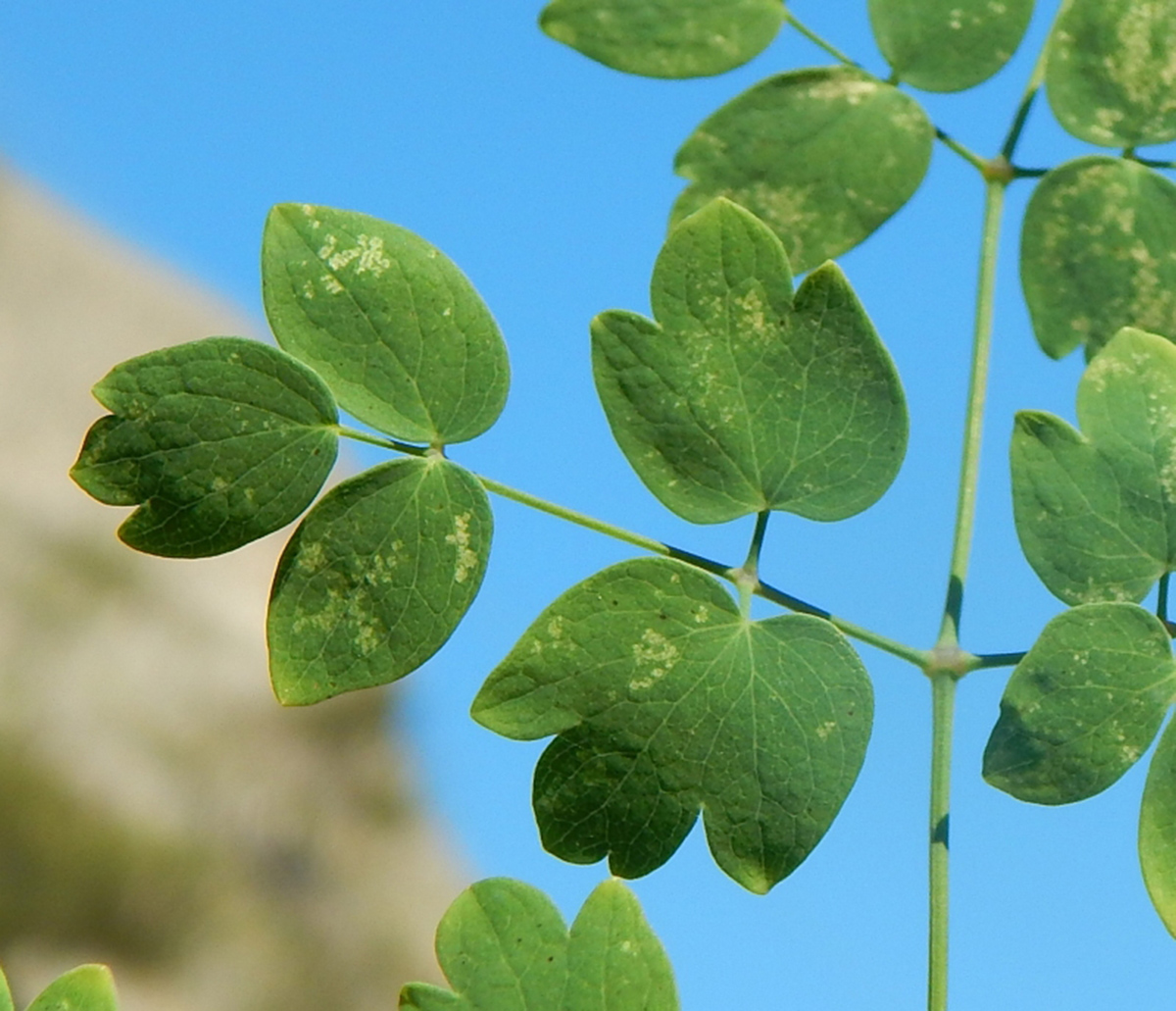 Image of genus Thalictrum specimen.