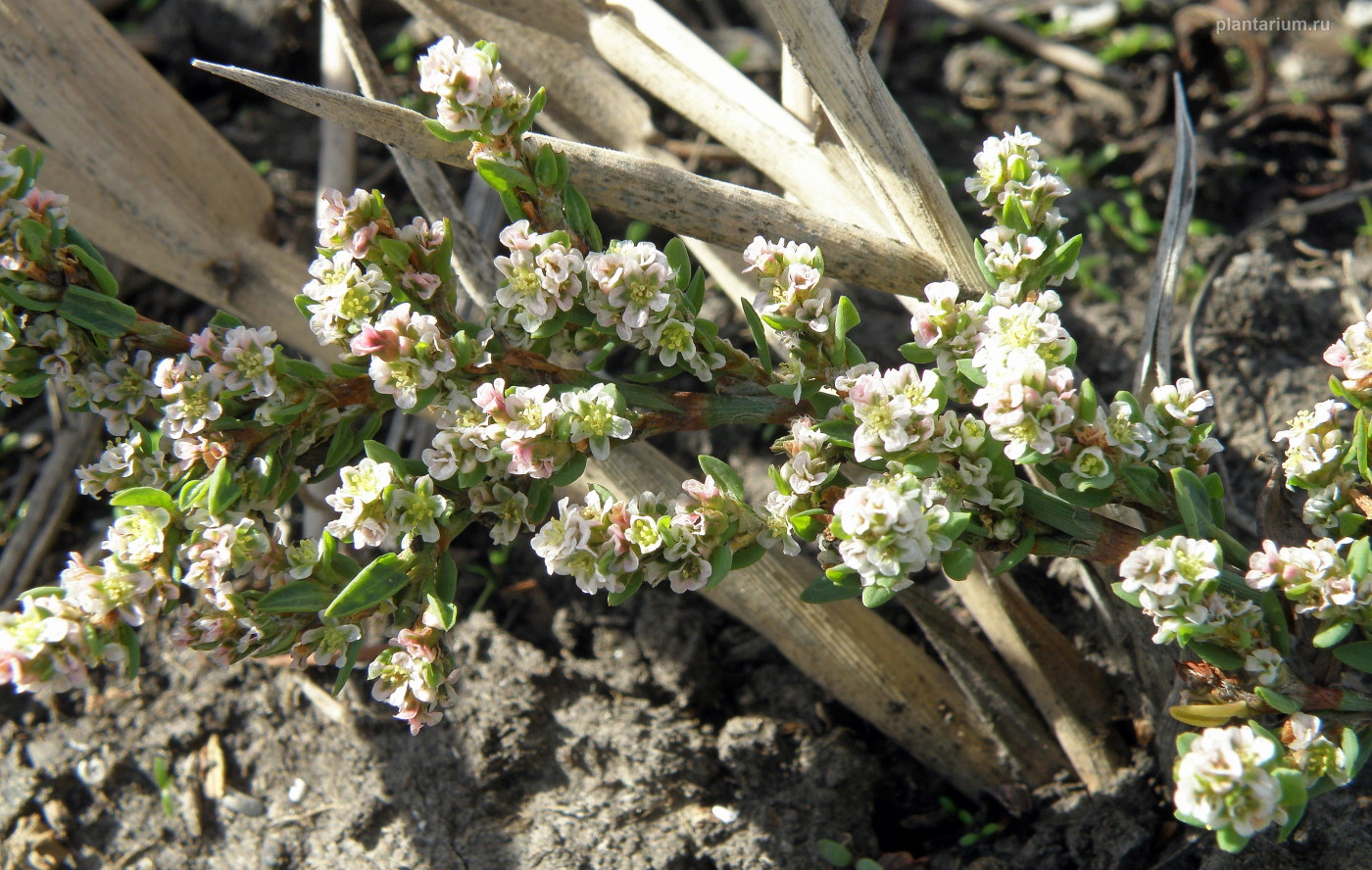 Image of Polygonum arenastrum specimen.