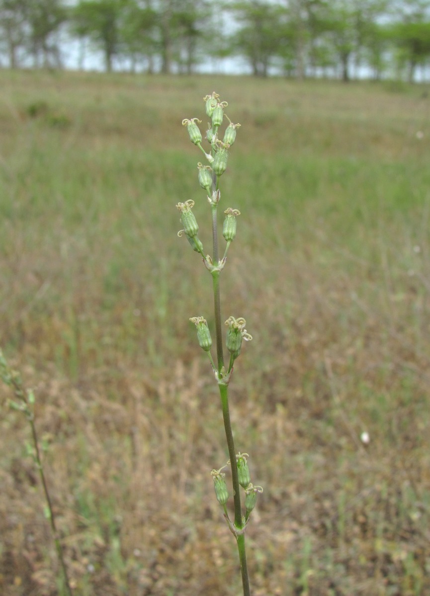 Image of Silene cyri specimen.