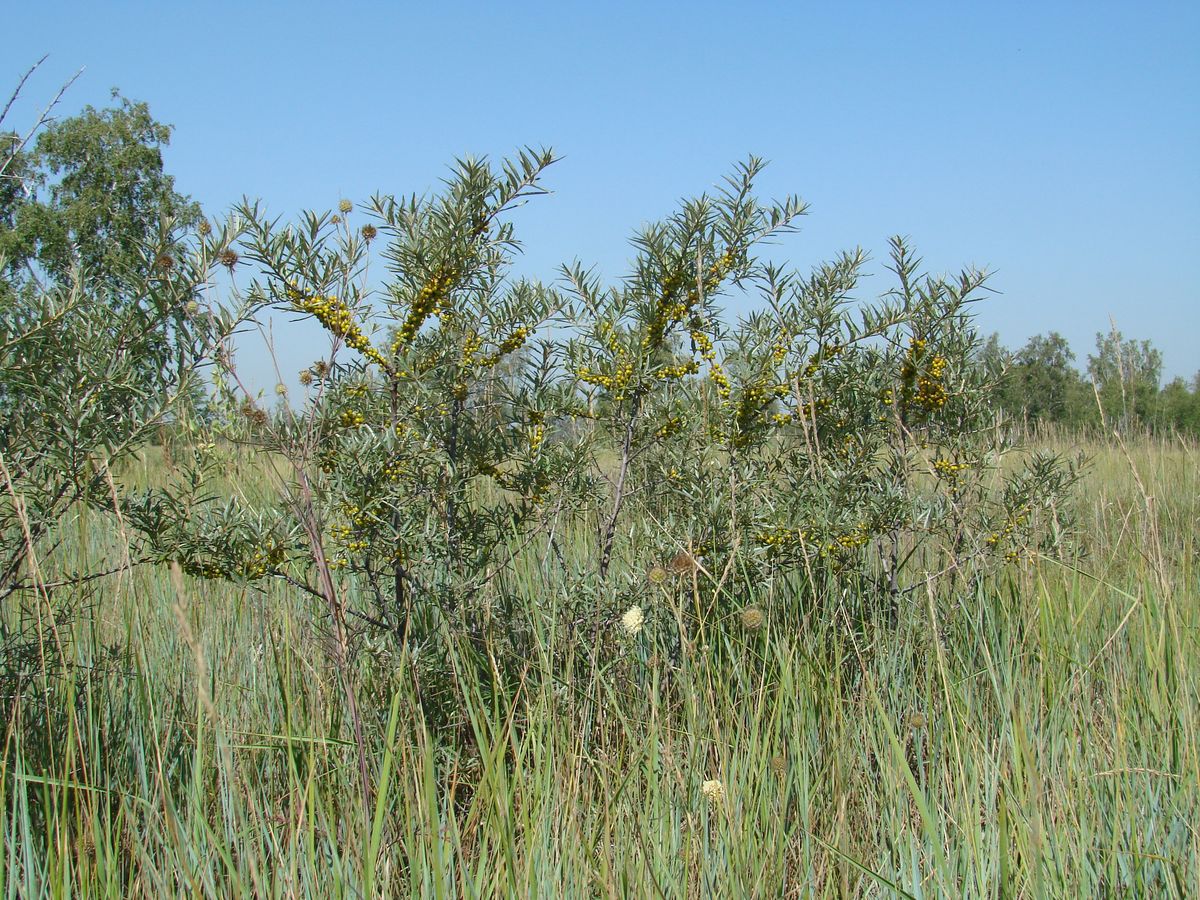 Изображение особи Hippophae rhamnoides.