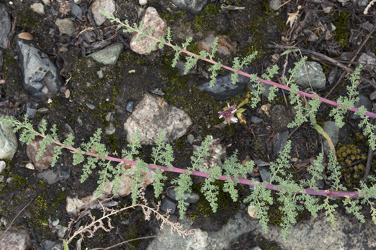 Image of Myricaria bracteata specimen.