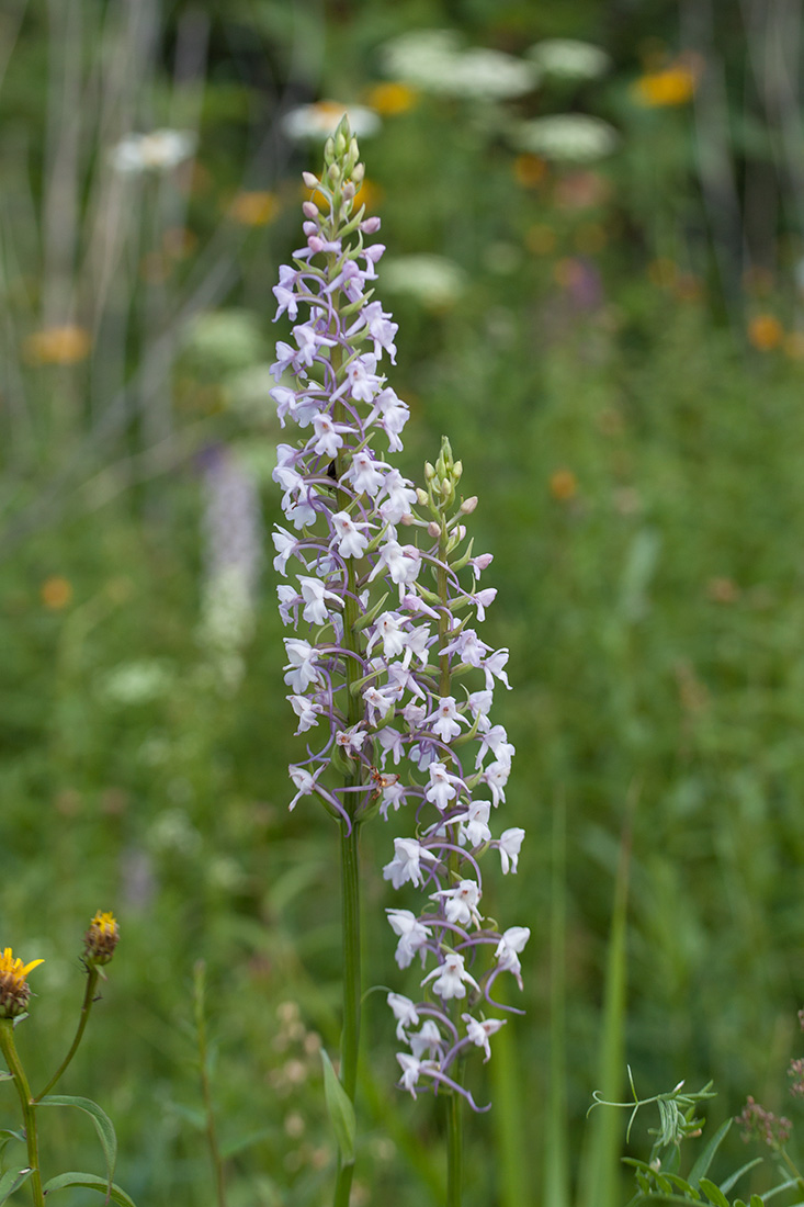 Изображение особи Gymnadenia conopsea.