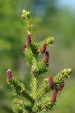 Picea obovata