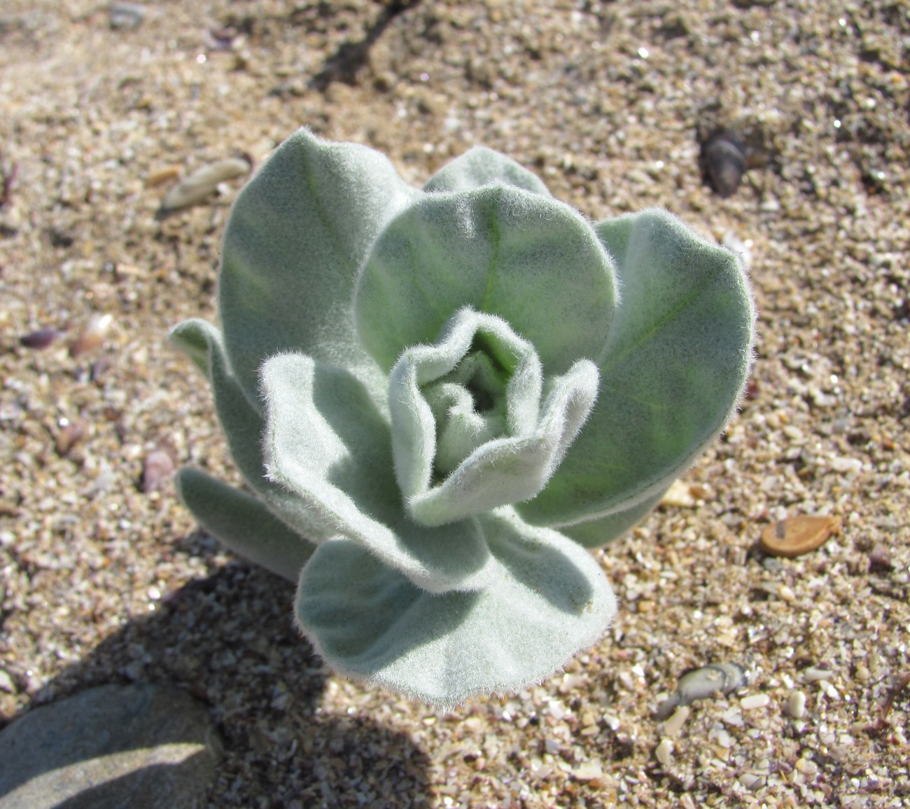 Image of Convolvulus persicus specimen.