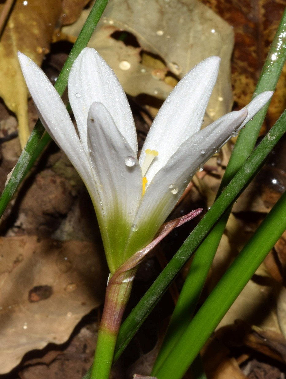 Изображение особи Zephyranthes candida.