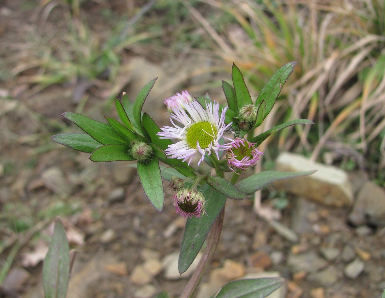 Image of Erigeron annuus specimen.