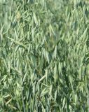 Avena sativa