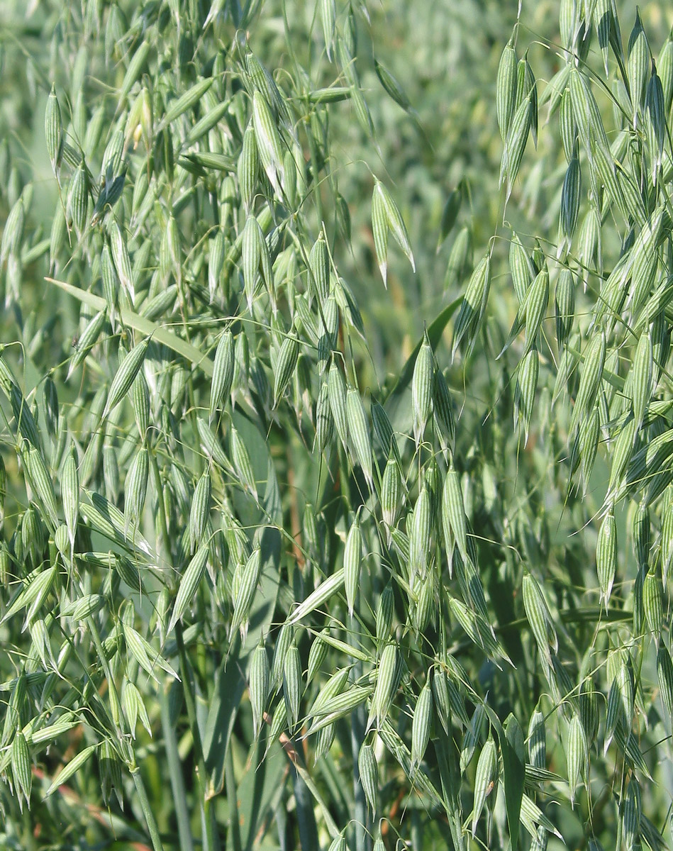 Image of Avena sativa specimen.