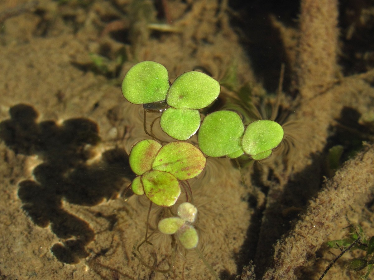 Изображение особи Spirodela polyrhiza.