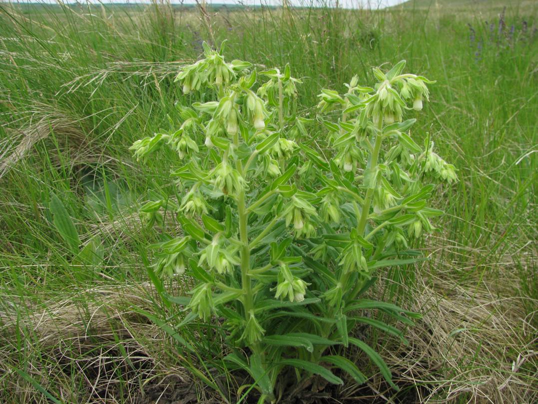 Image of Onosma tinctoria specimen.