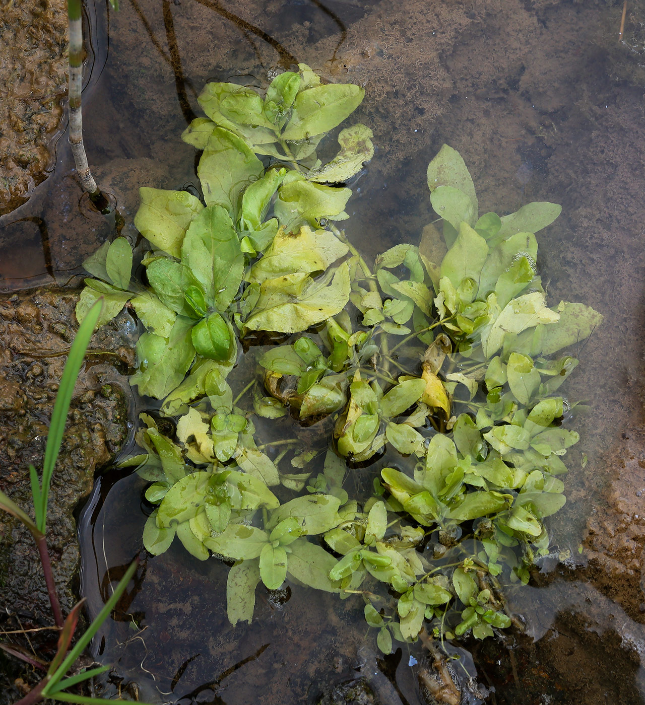 Image of Veronica beccabunga specimen.