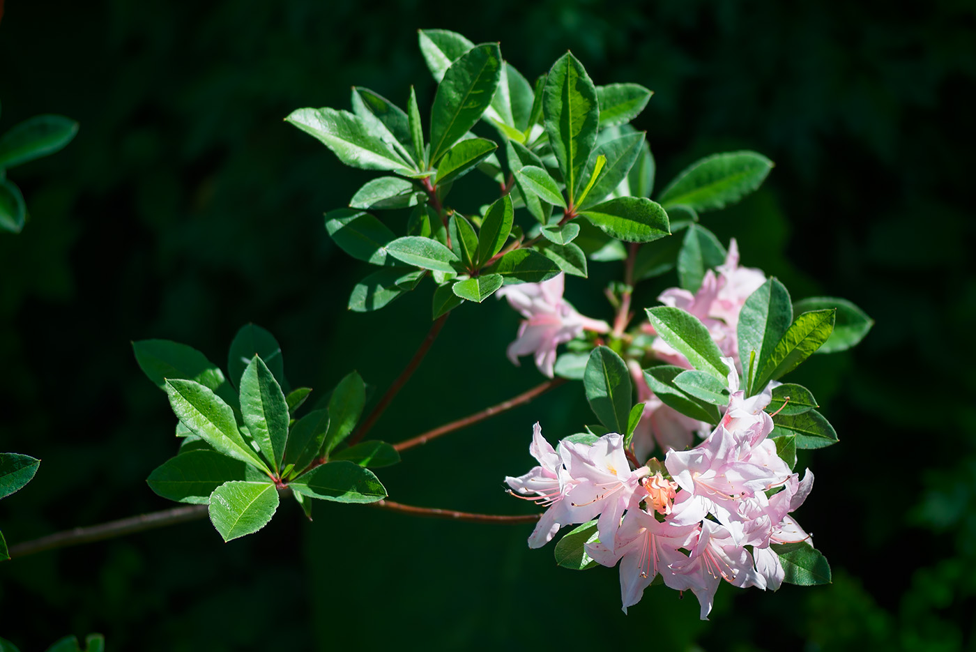 Изображение особи род Rhododendron.