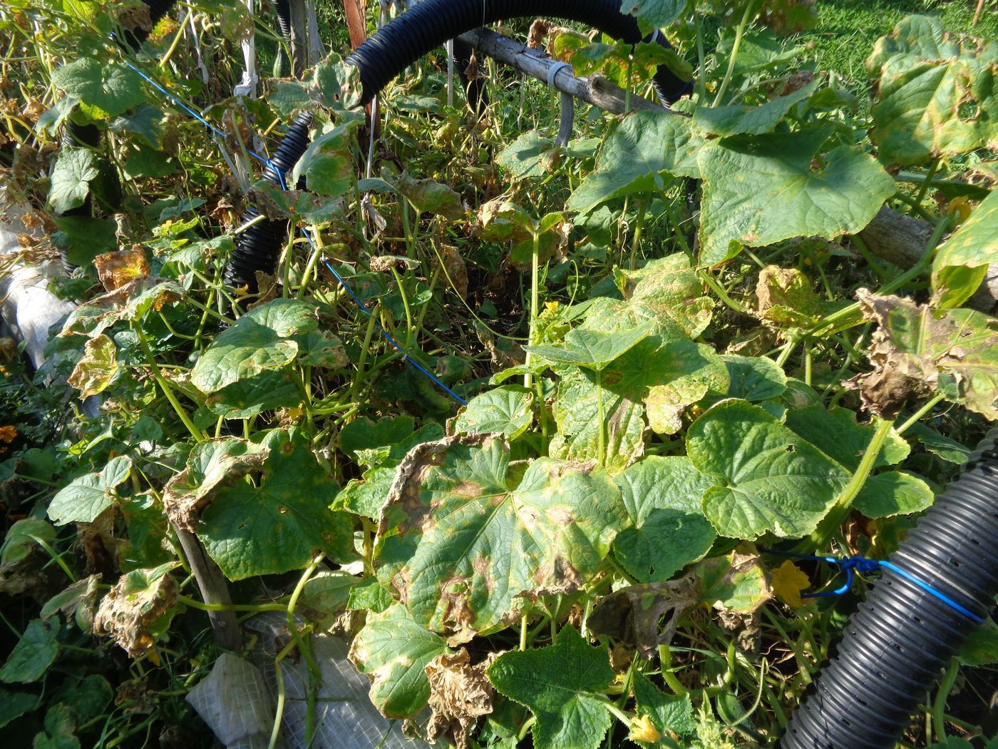 Image of Cucumis sativus specimen.
