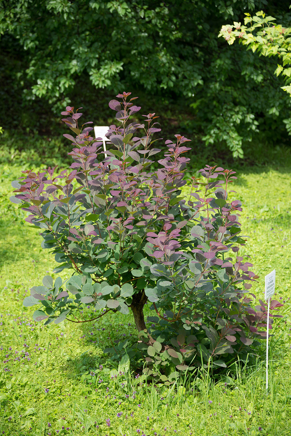 Image of Cotinus coggygria specimen.