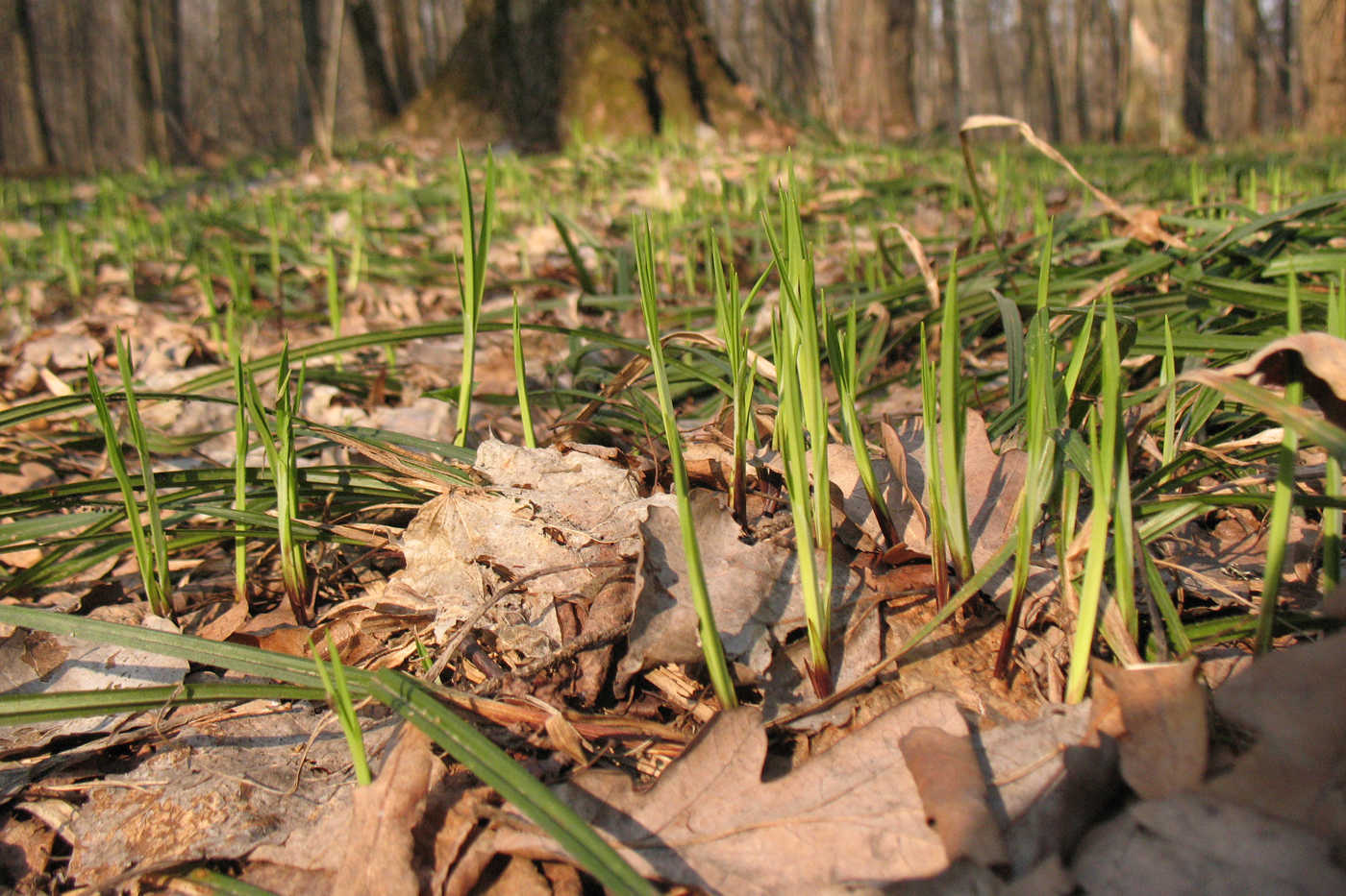 Изображение особи Carex pilosa.