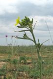 Erysimum canescens. Верхушка зацветающего растения. Крым, Арабатская стрелка, сообщество псаммофитов. 2 мая 2019 г.