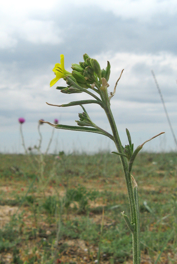 Image of Erysimum canescens specimen.